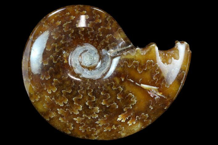 Polished, Agatized Ammonite (Cleoniceras) - Madagascar #117405